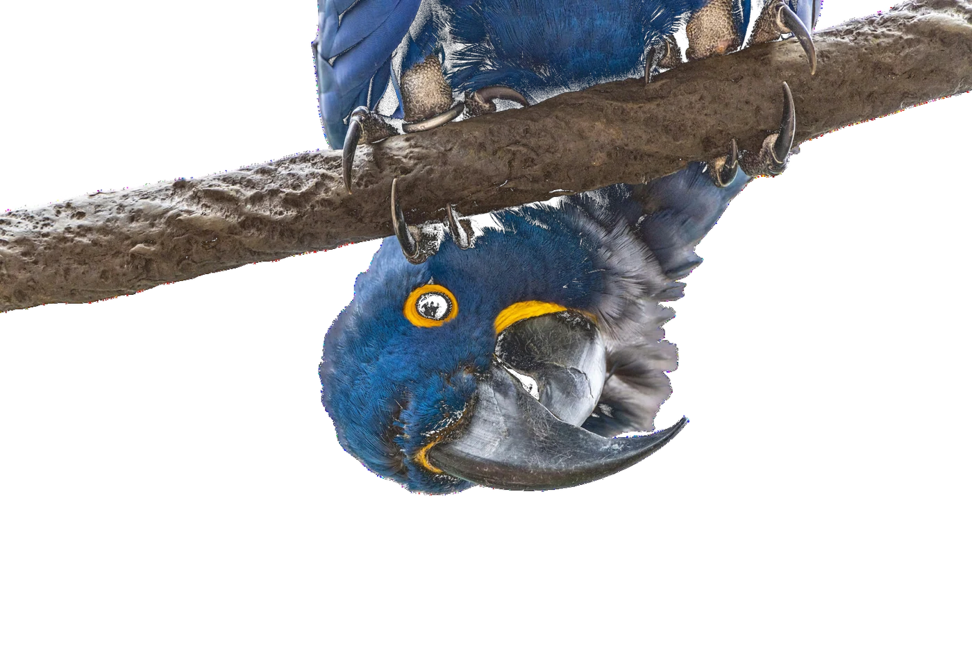 Arara-azul, símbolo da fauna brasileira e do turismo regenerativo