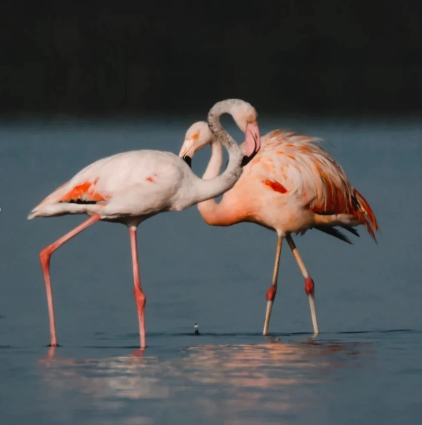 Flamingos-chilenos na Laguna de Araruama